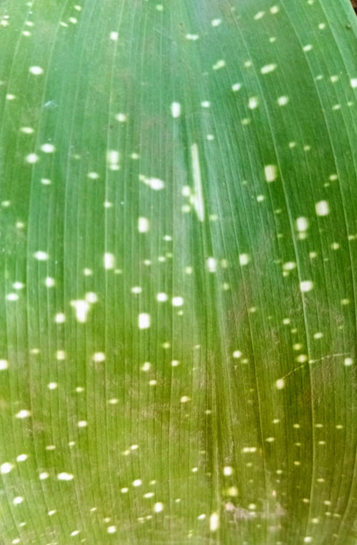 Aspidistra 'Shooting Star' (Aspidistra elatior)