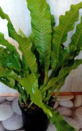 Crocodile Fern (Microsorum musifolium 'Crocodyllus')