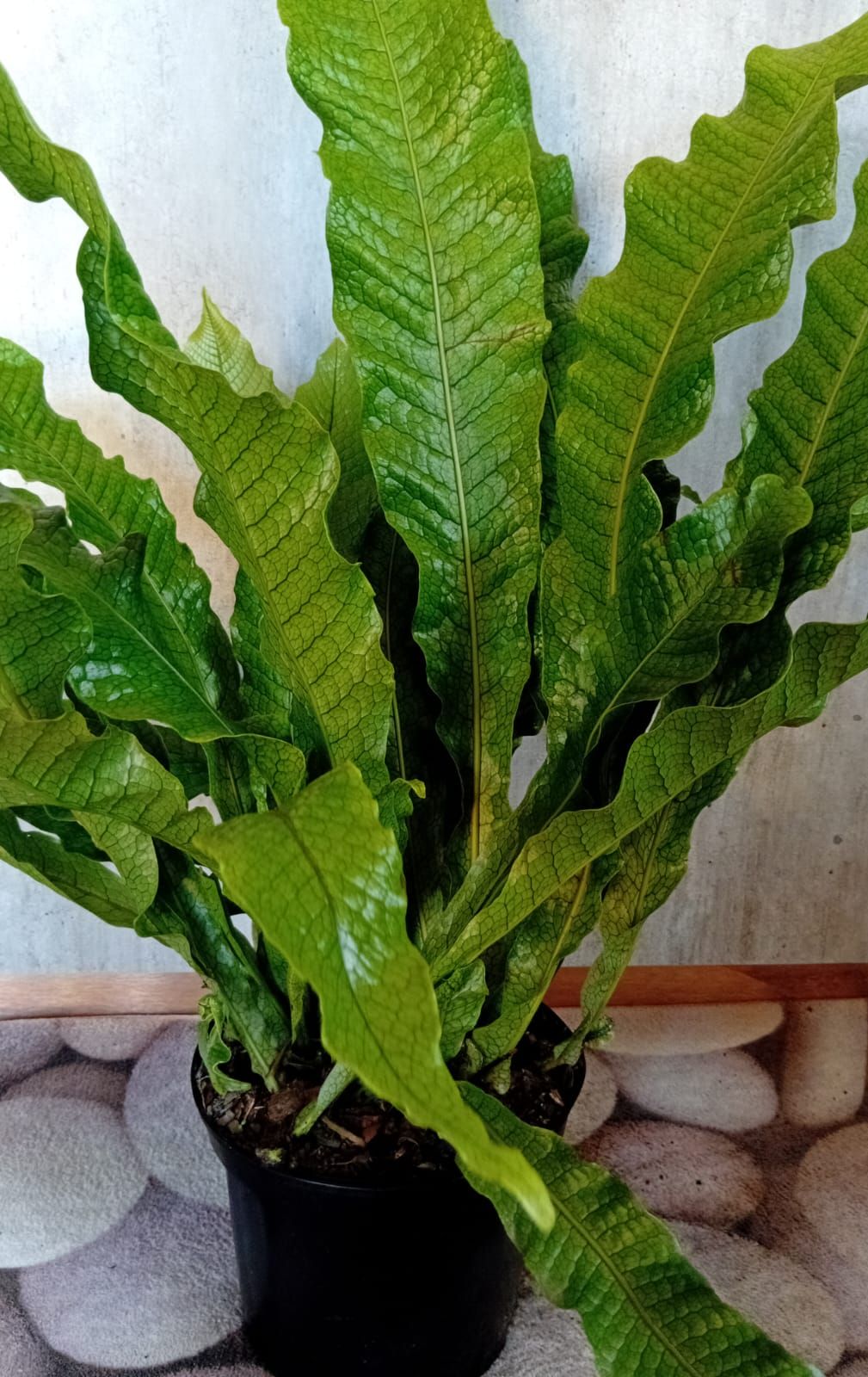 Crocodile Fern (Microsorum musifolium 'Crocodyllus')
