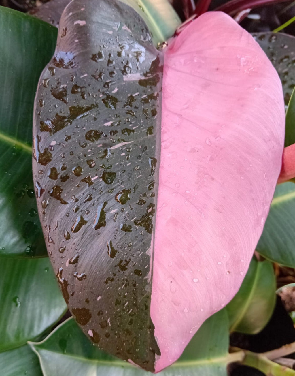 Pink Princess (Philodendron erubescens)
