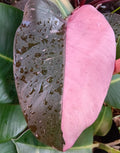 Pink Princess (Philodendron erubescens)