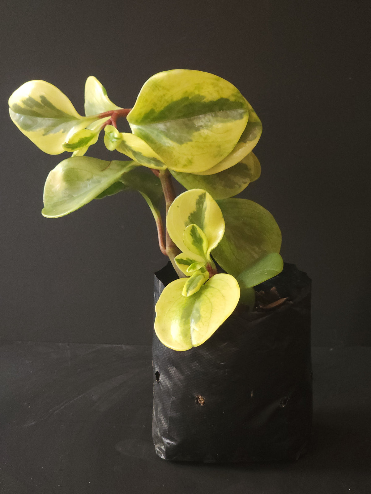 Green Gold Peperomia (Peperomia obtusifolia)