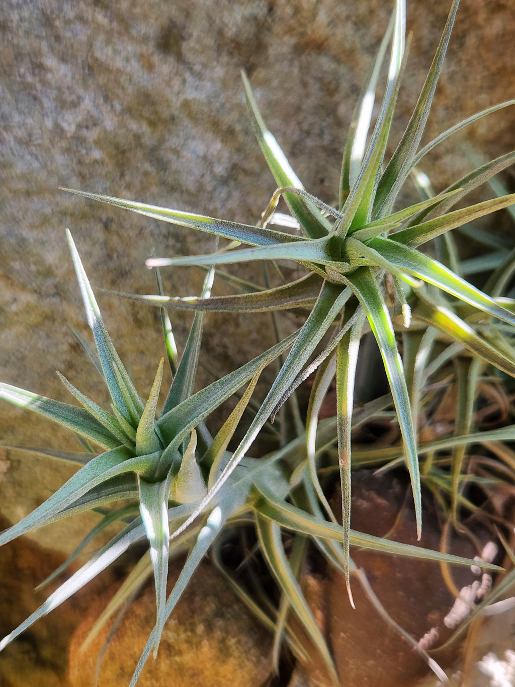 Air Plant- Tillandsia bergeri