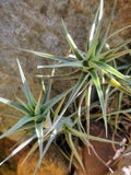 Air Plant- Tillandsia bergeri
