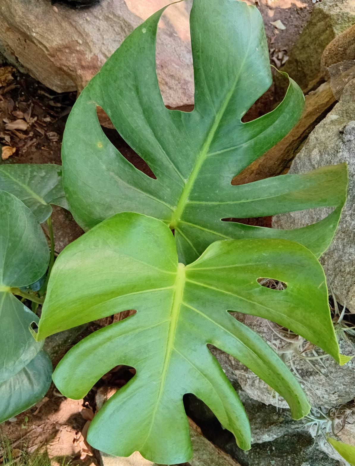 Delicious Monster (Monstera deliciosa)