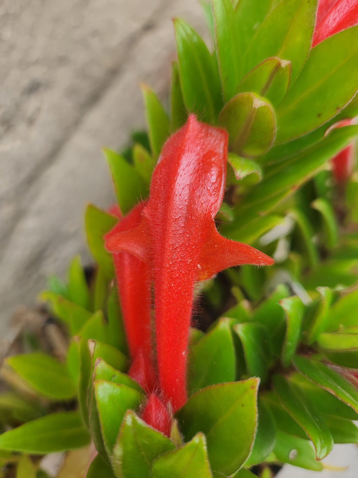 Goldfish Plant (Columnea krakatau )