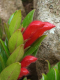 Goldfish Plant (Columnea krakatau )
