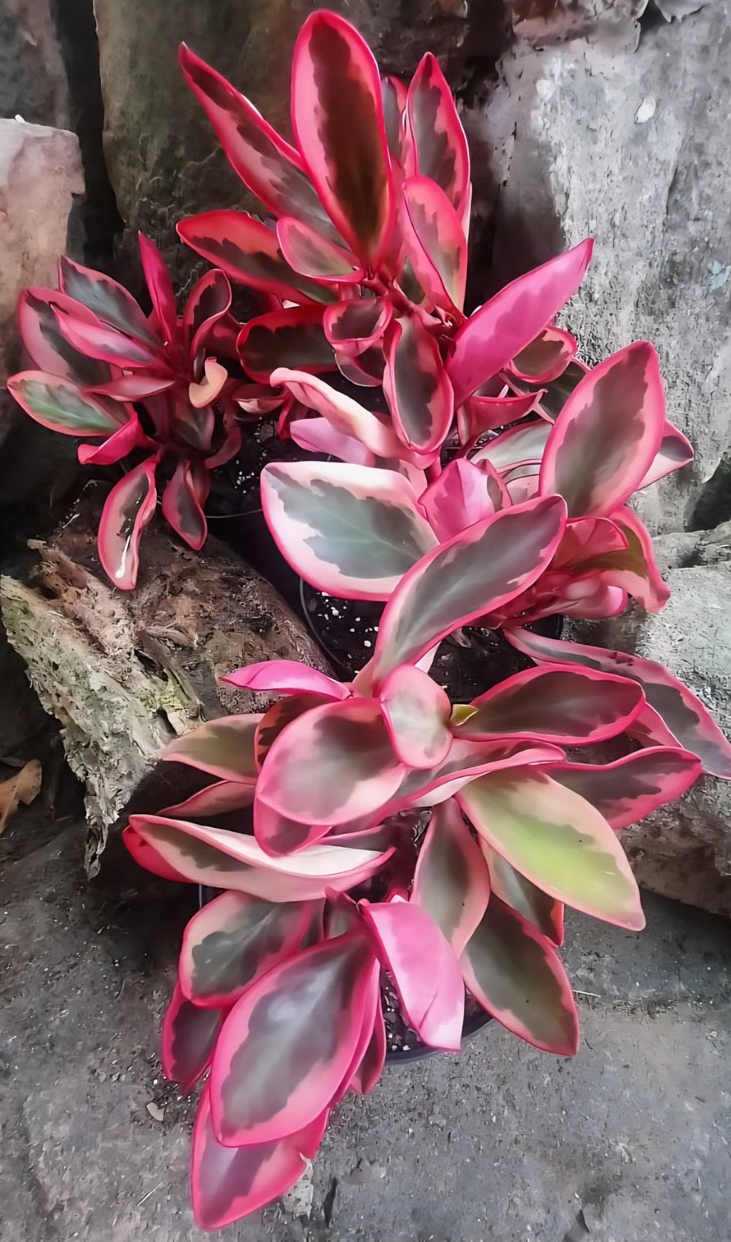 Rainbow Peperomia (Peperomia clusiifolia)
