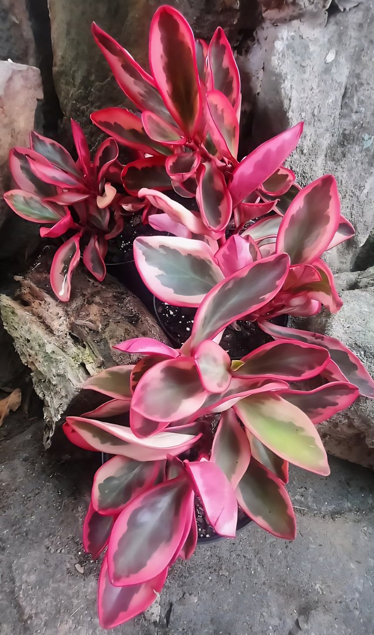 Rainbow Peperomia (Peperomia clusiifolia)