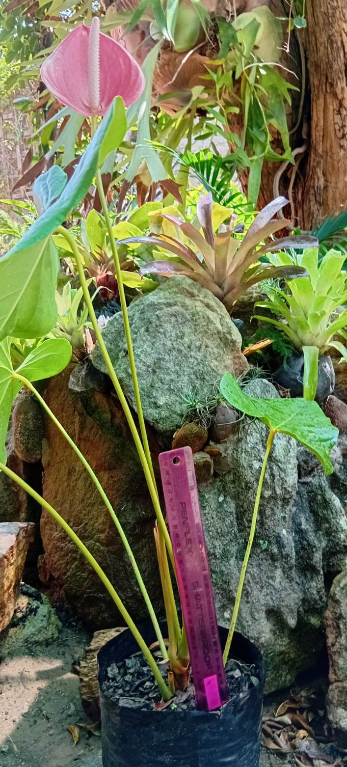 Flamingo Flower- Pink XL. (Anthurium andraeanum)