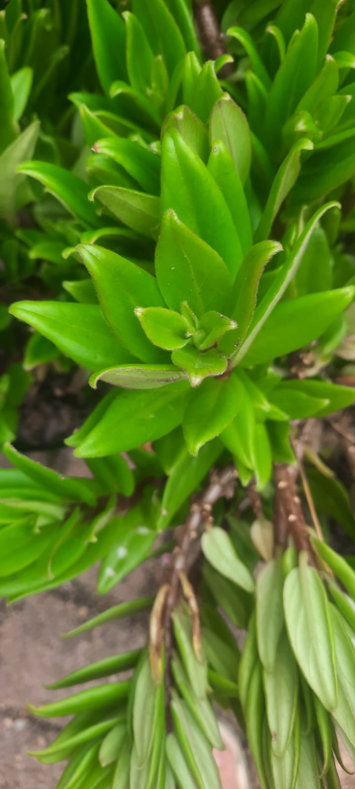 Goldfish plant- Orange (Columnea)