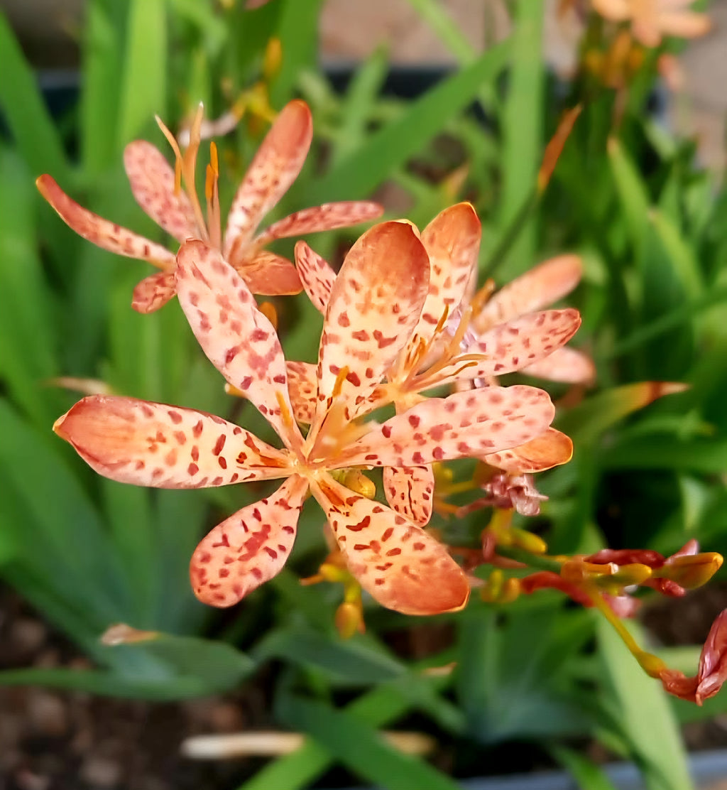 Blackberry Lily (Iris domestica)