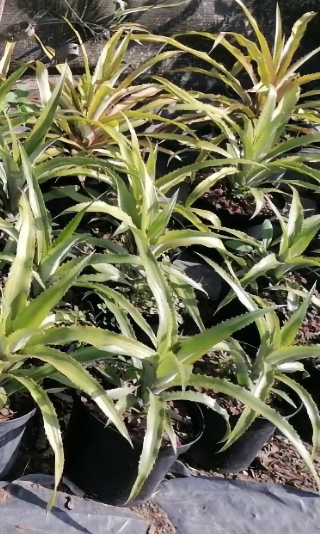 PINK Pineapple (Ornamental) Ananas comosus var.