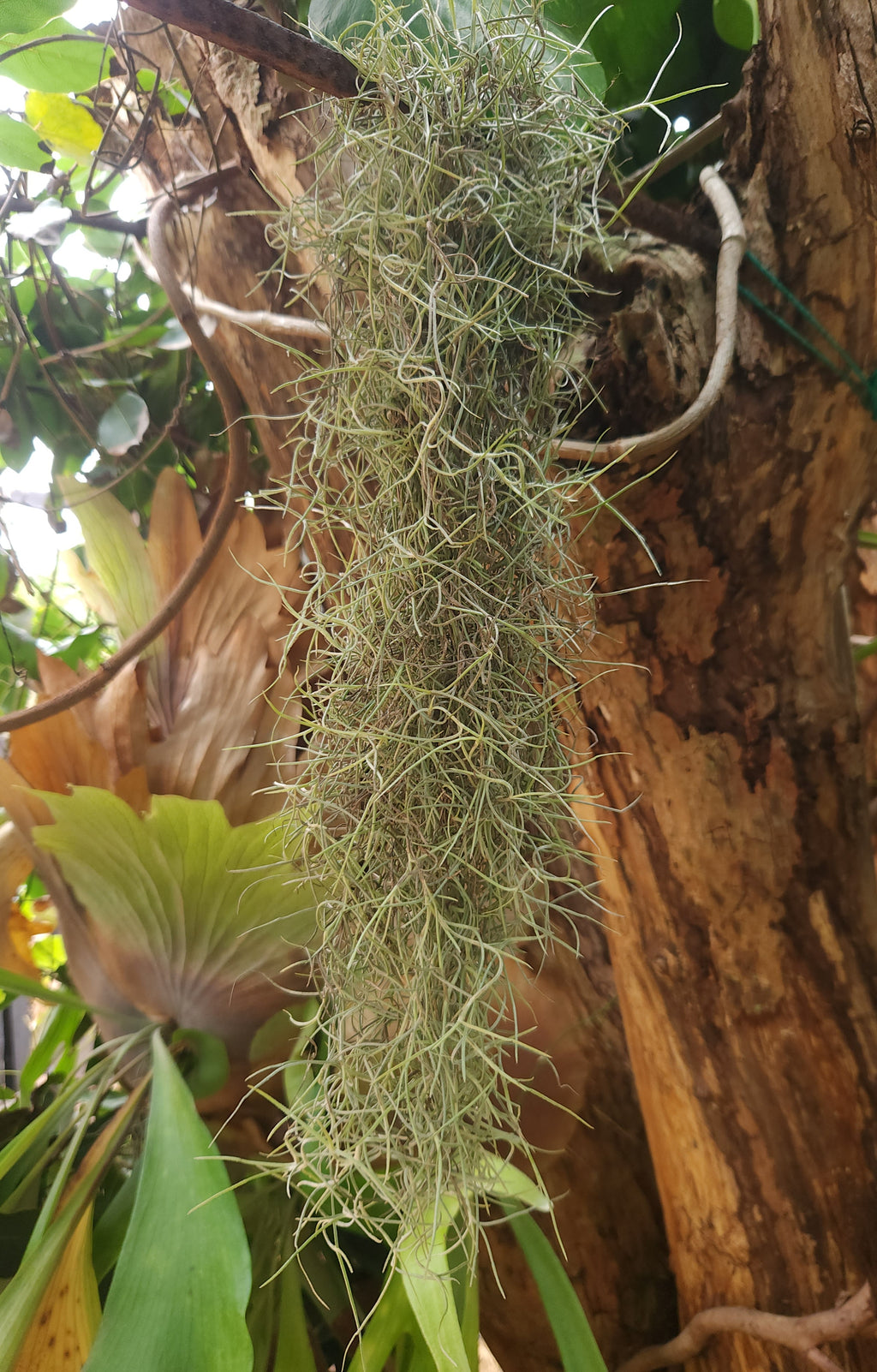 Spanish Moss Thick Form 30cm lengths (Tillandsia usnoides)