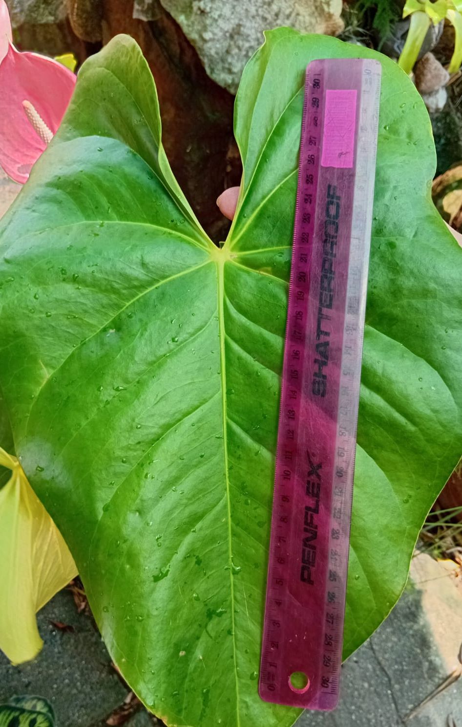 Flamingo Flower- Pink XL. (Anthurium andraeanum)