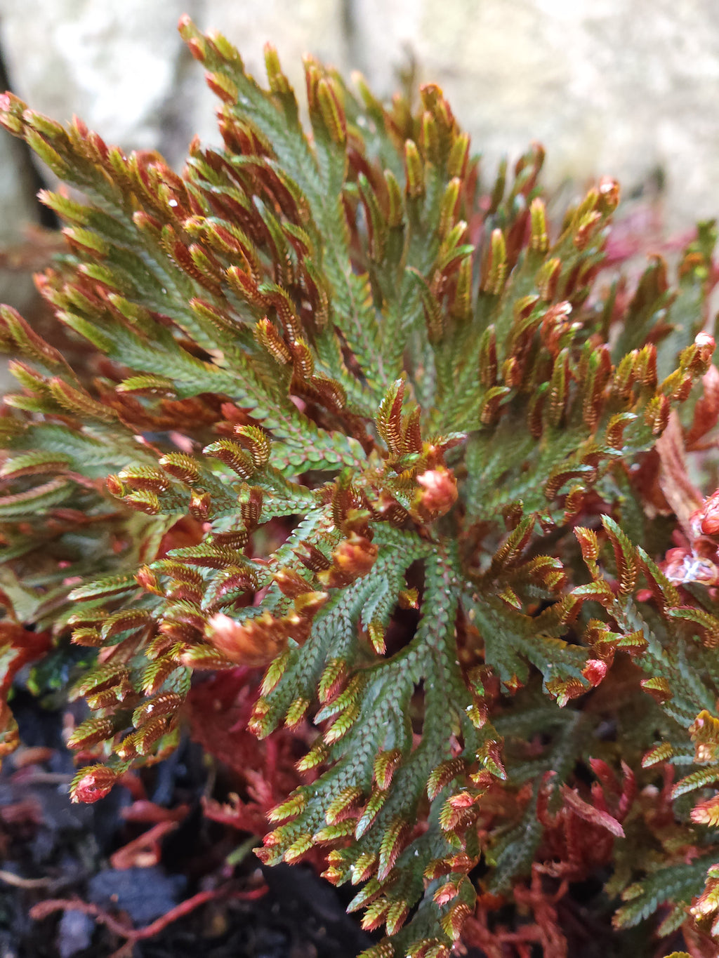Ruby Red Spike Moss (Selaginella erythropus)