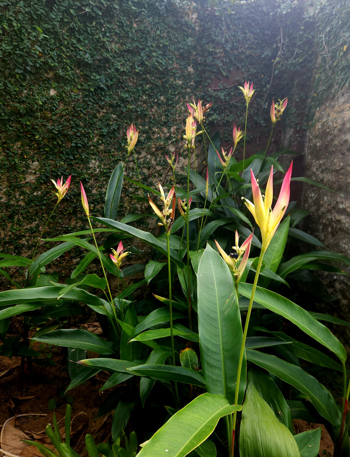 Strawberries&Cream (Heliconia psittacorum)