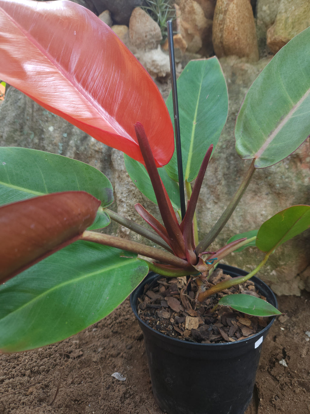 Prince of Orange (Philodendron erubescens)