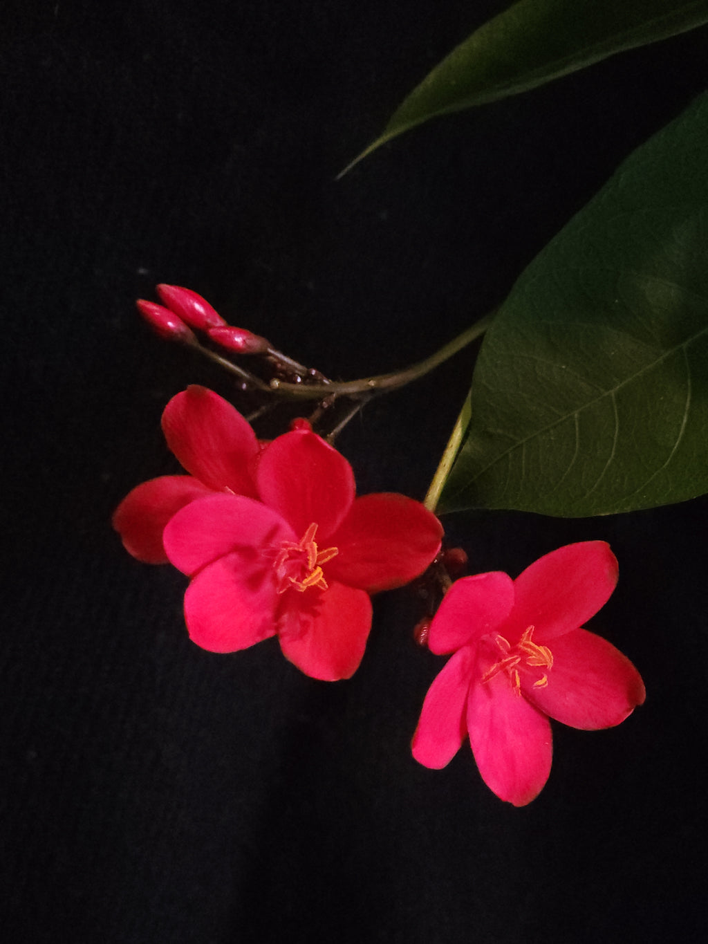 Spicy Jatropha Red (Jatropha integerrima)