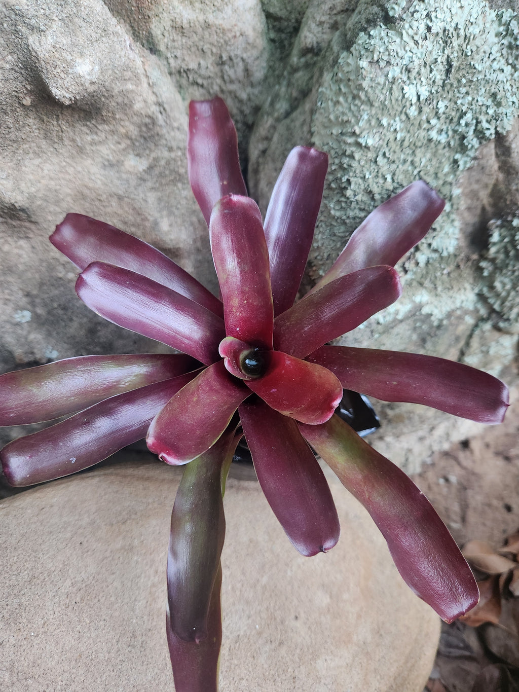 Fireball Mini Bromeliad- Neoregelia 'Fireball'