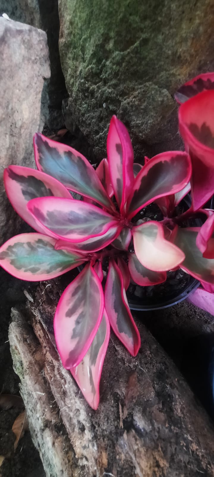 Rainbow Peperomia (Peperomia clusiifolia)