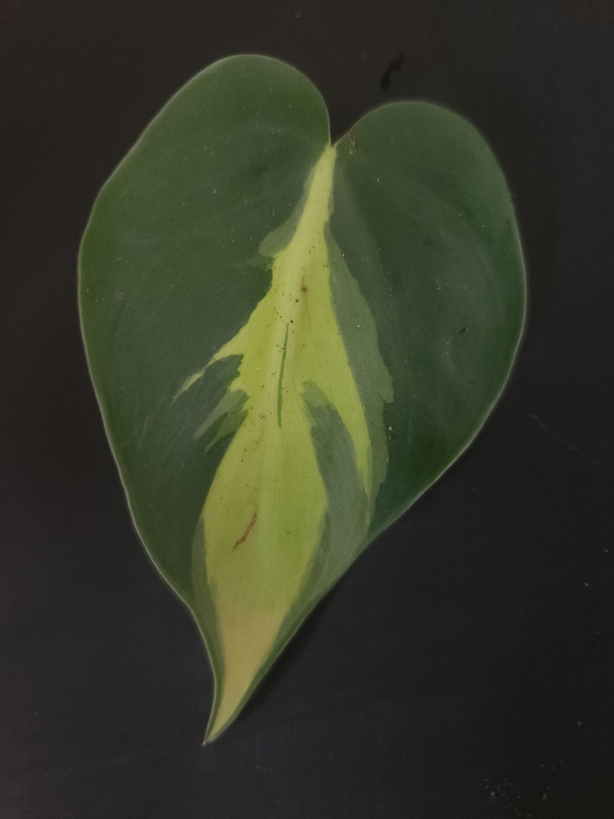 Heartleaf Philodendron "Brazil"