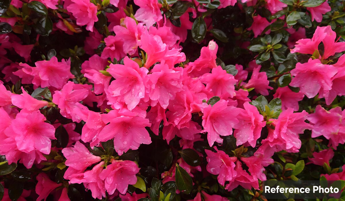 Azalea-Magenta