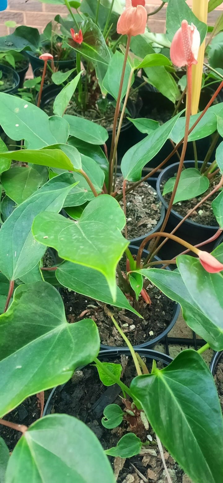 Flamingo Flower - Peach MINI (Anthurium Andraeanum)