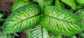 Dieffenbachia "Tropic Snow"