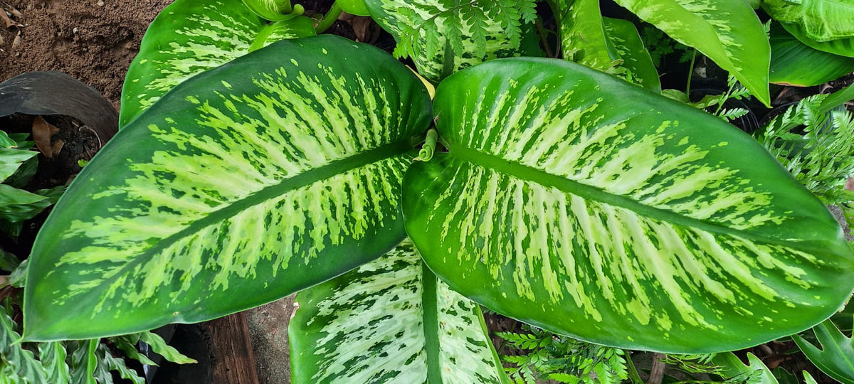Dieffenbachia "Tropic Snow"