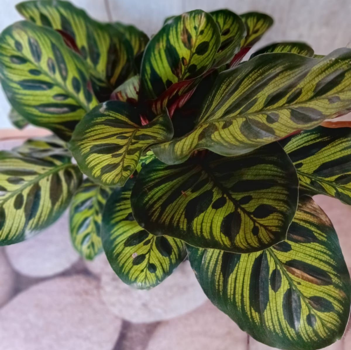 Peacock Plant (Goeppertia mokoyana)