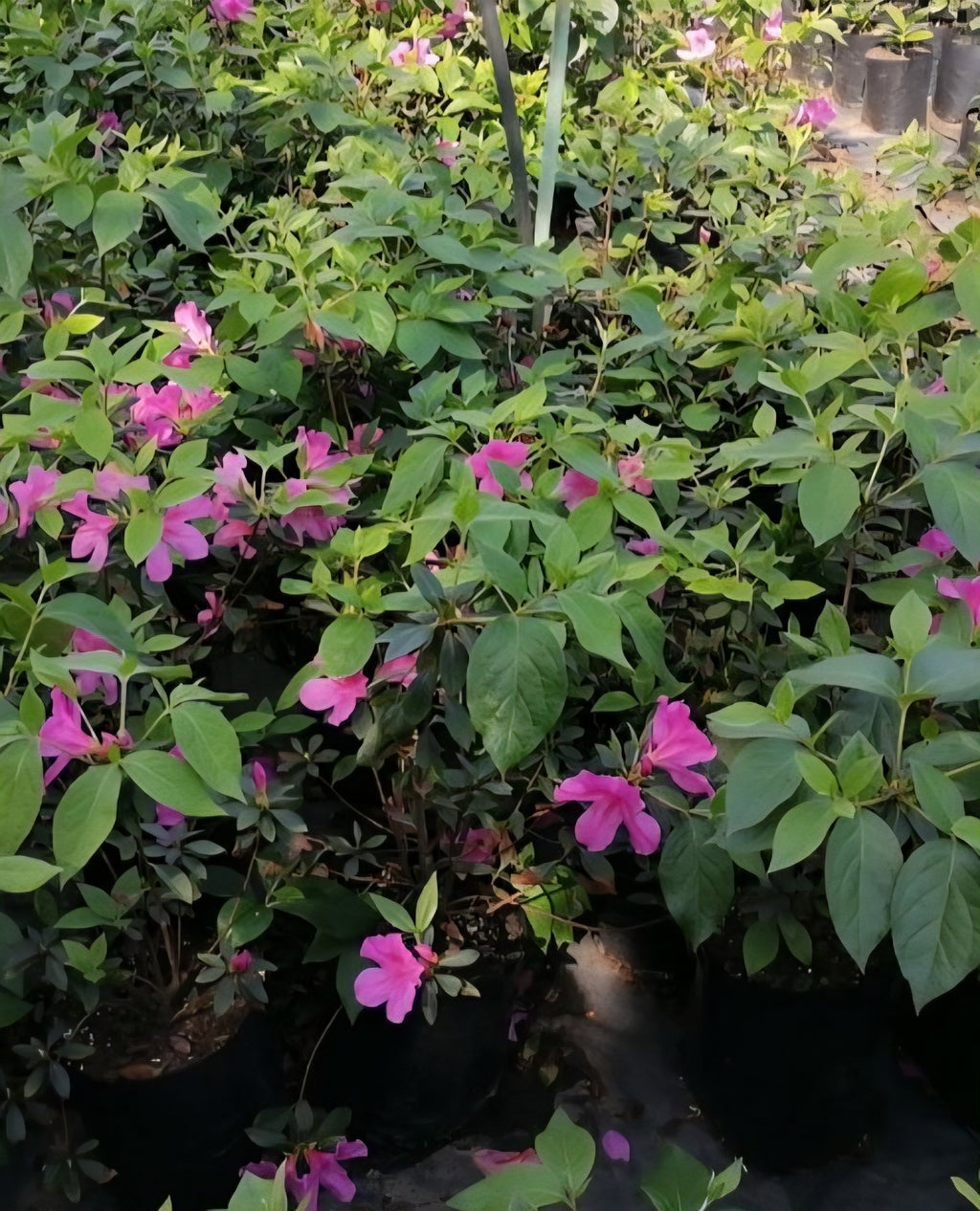 Azalea-Magenta