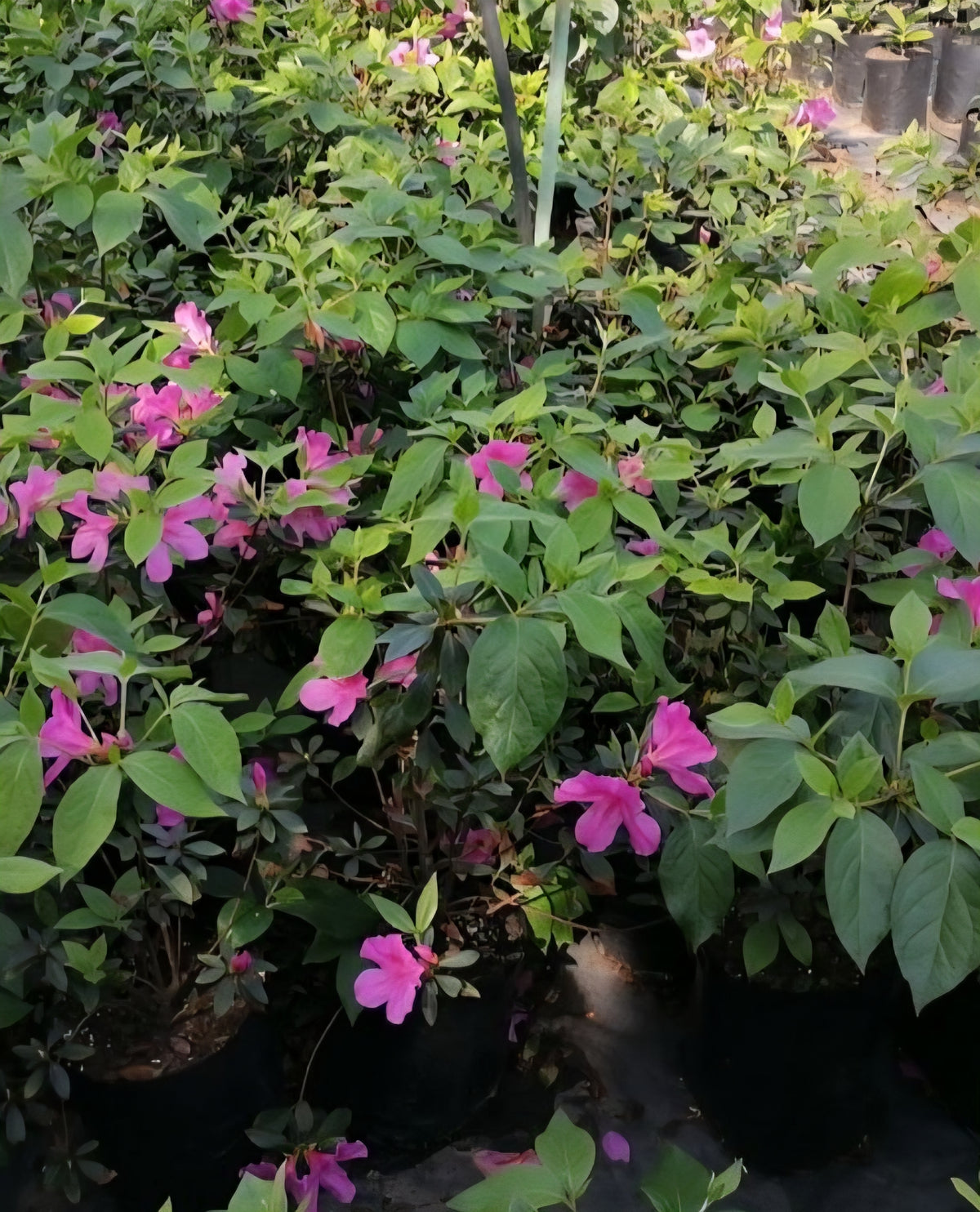 Azalea-Magenta