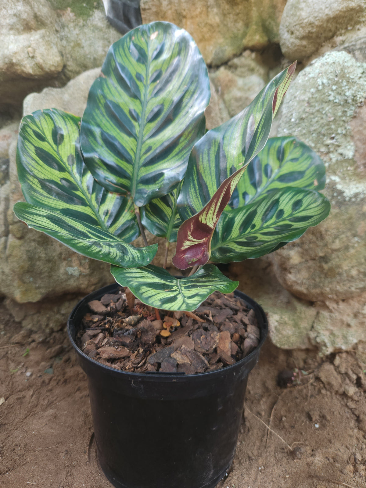 Peacock Plant (Goeppertia mokoyana)