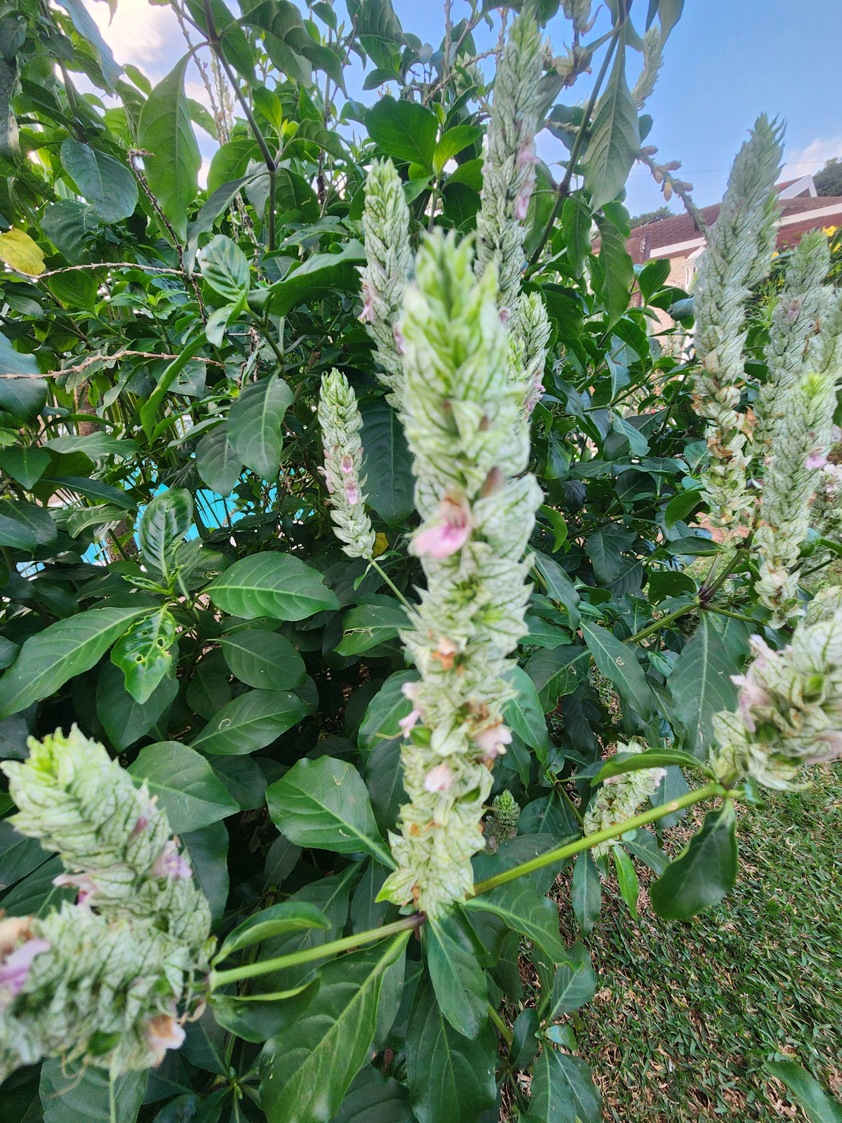 White Shrimp Plant (Justicia betonica)