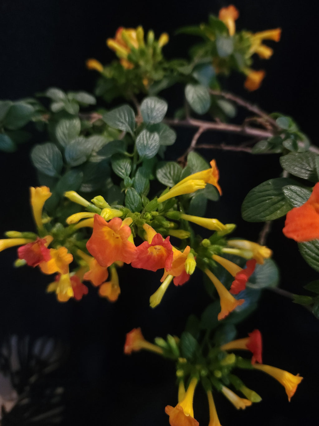 Marmalade Bush (Streptosolen jamesonii)