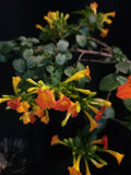 Marmalade Bush (Streptosolen jamesonii)