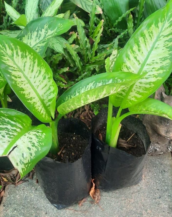 Dieffenbachia "Tropic Snow"