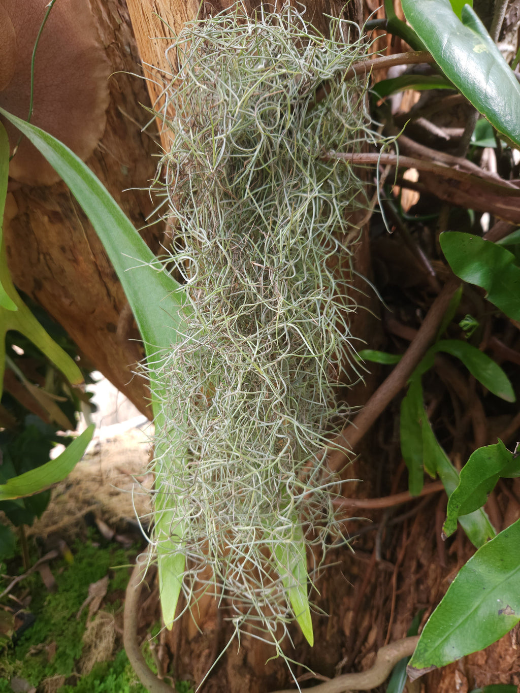Spanish Moss Thick Form 30cm lengths (Tillandsia usnoides)