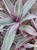 Rhoeo Rainbow (Tradescantia spathacea 'Tricolor)