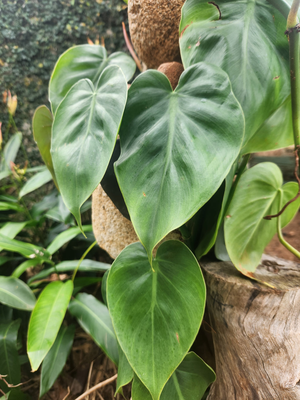 Heartleaf Philodendron (Green)