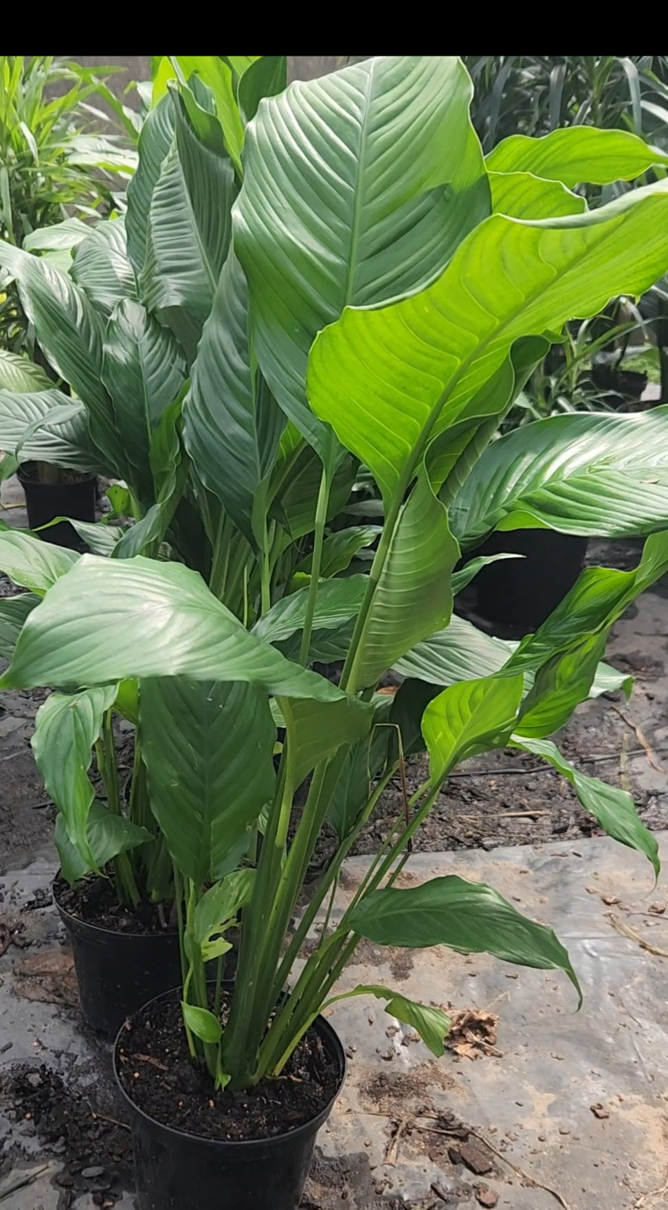 Peace Lilly Extra Large (Spathiphyllum"Sweet Sebastiano")