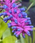 Matchstick Bromeliad (Aechmea gamosepala)