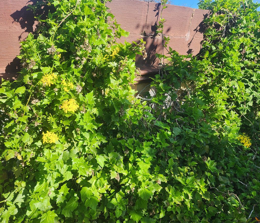 Canary Creeper (Senecio tamoides)