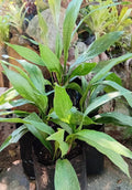 Aspidistra 'Shooting Star' (Aspidistra elatior)
