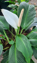 Peace Lilly Rare Broadleaf variety (Spath. Cannifolium)