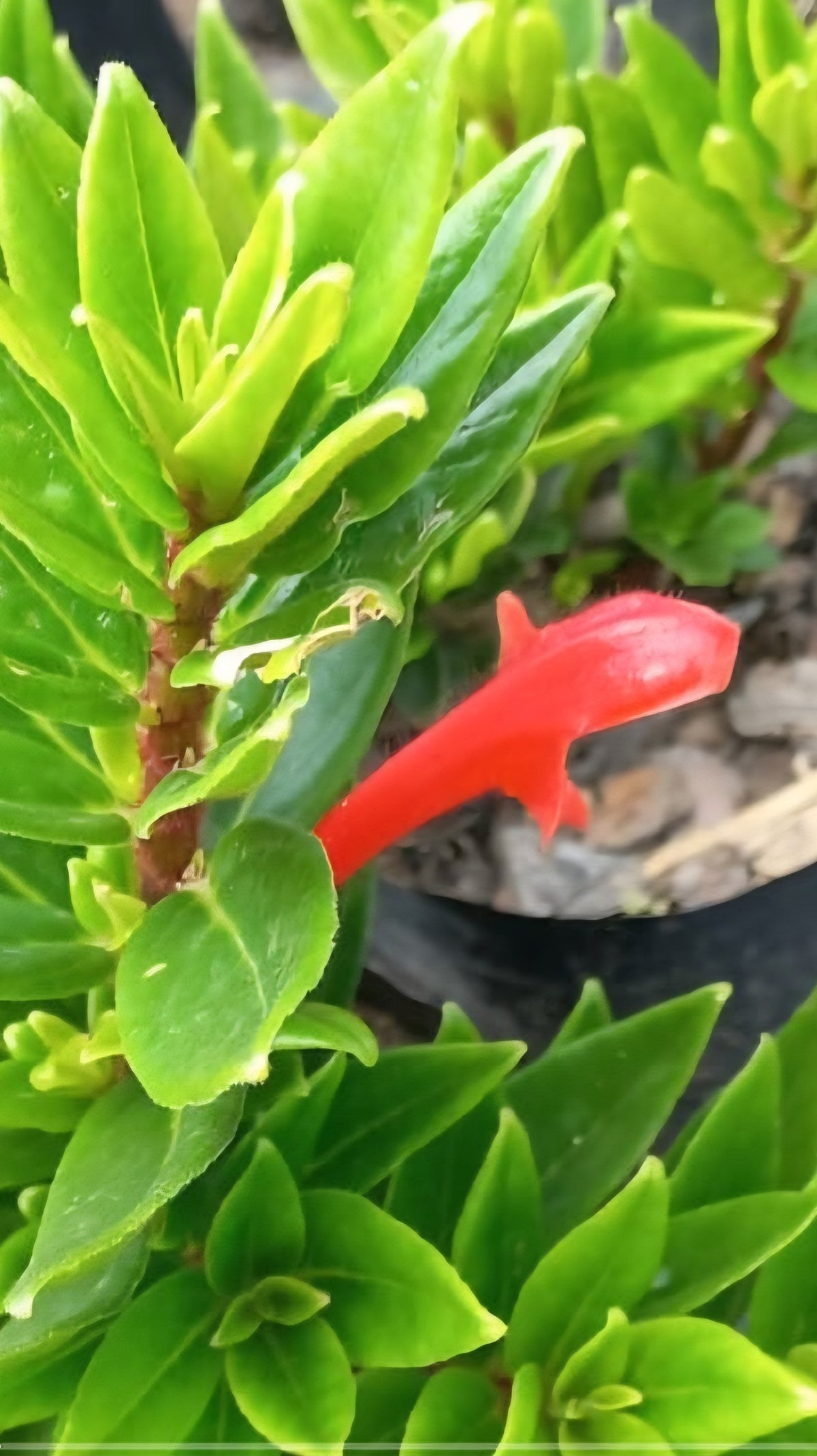 Goldfish plant- Orange (Columnea)