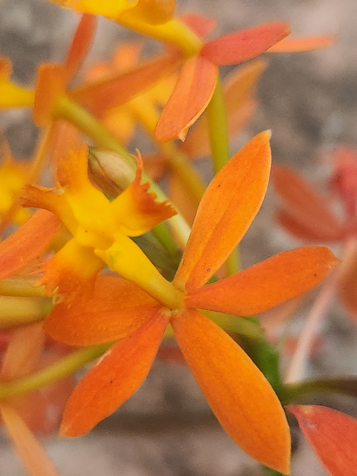 Reed Orchid-Orange (Epidendrum radicans)