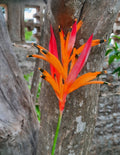 'Andromeda' (Heliconia psittacorum)