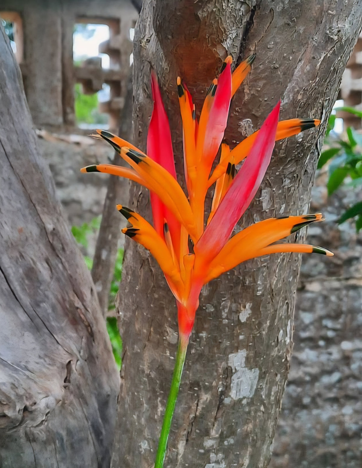 'Andromeda' (Heliconia psittacorum)
